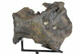 Rare, Achelousaurus Syncervical Vertebra - Montana #78125-3
